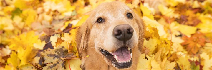 Golden paste for dogs: benefits, uses and what to know