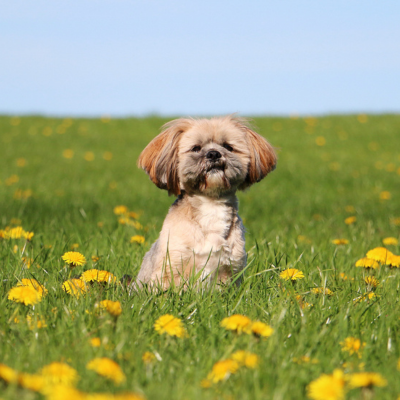 Small dog breeds