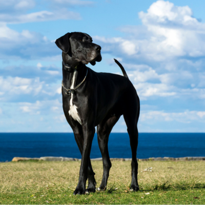 Large dog breeds