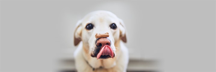 Dog treats recipe: sweet potato biscuits