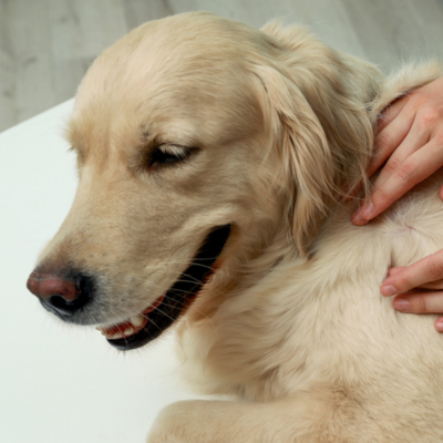 Sensitive dog breeds