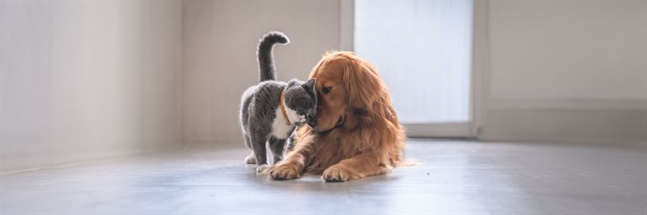 How to Support Your Pet's Skin and Coat Health