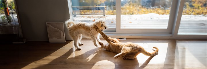 Understanding and Managing Joint Health in Your Pet