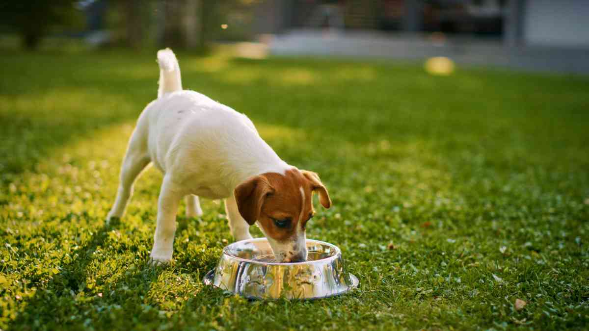 Dog drinking water
