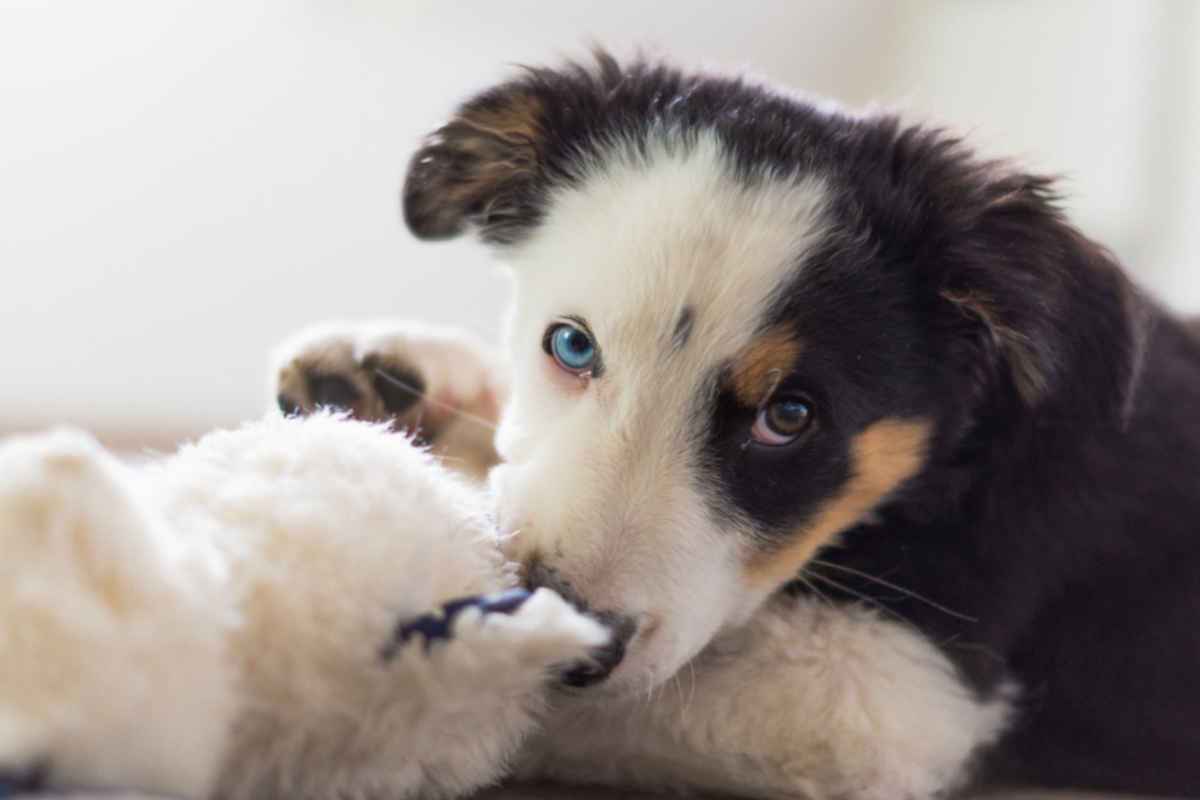 Dog playing with soft toy