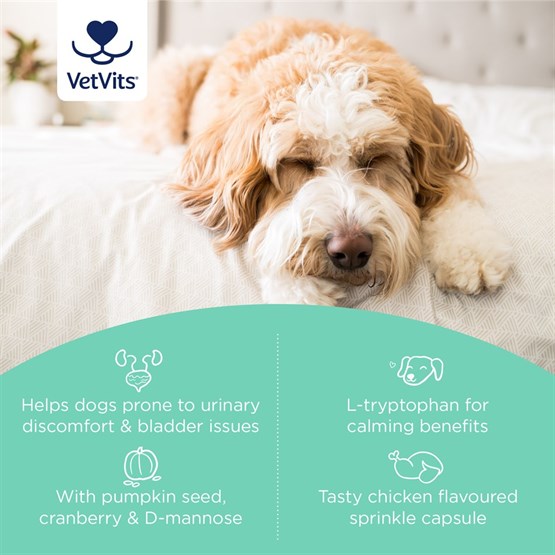 Bladder Support for Dogs 