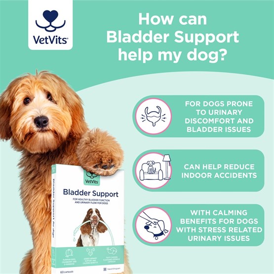 Bladder Support for Dogs 