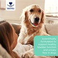 Bladder Support for Dogs 